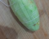 A picture of step 4 of Shahi Stuffed Parwal.