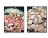 Foto del paso 1 de la receta: Pechugas pollo con salsa de queso