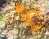 Foto del paso 7 de la receta: Espagueti con salsa de lomo de cerdo