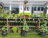 Foto langkah ke 1 dari resep Salad sayur organik lemon sauce.