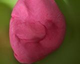 Foto langkah ke 6 dari resep Klanting Merah Putih.