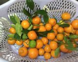 A picture of step 1 of Farm fresh Narangi Pickle.