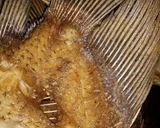 Foto langkah ke 1 dari resep Pesmol ikan gurame.
