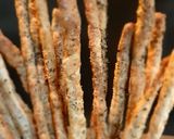 Foto del passaggio 3 della ricetta Grissini di farro aromatizzati con aglio origano e sesamo