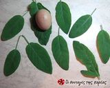 Φωτογραφία βήματος 2 της συνταγής Φασκόμηλο τηγανισμένο, με κουρκούτι μπύρας
