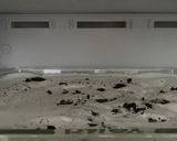 Foto langkah ke 7 dari resep Oreo Ice Cream Homemade.