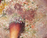 Foto del paso 16 de la receta: Cazuela de arroz con alitas y cuello de pollo con kabsa