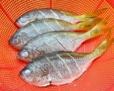 Foto langkah ke 1 dari resep Ikan Ekor Kuning Bakar (Teflon).