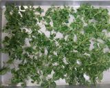 A picture of step 1 of Kasuri Methi.