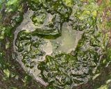 Une image de l'étape 2 de Pâtes pesto et tout….