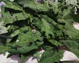 Foto del paso 1 de la receta: Chips de kale vegetariana