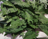 Foto del paso 1 de la receta: Chips de kale vegetariana