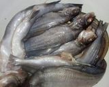 Foto langkah ke 1 dari resep Pepes Tempoyak Ikan Gabus.