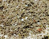 A picture of step 4 of Crayfish Powder.
