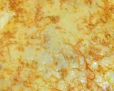 Foto langkah ke 8 dari resep Macaroni panggang keju.