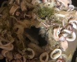 Foto del paso 4 de la receta: Calamares encebollados
