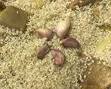 Foto del paso 3 de la receta: Cazuelita de arroz al horno con restos del cocido