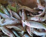 Foto langkah ke 2 dari resep Ikan Seluang Betuup.