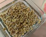 Foto del paso 3 de la receta: Germinado de lenteja