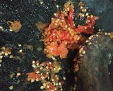 Foto langkah ke 1 dari resep 6. Sambal Ayam Geprek.