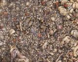 A picture of step 6 of Creamy black rice with squid and olive oil recipe.