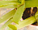 A picture of step 1 of Aloe vera lemon juice (Homemade healthy drink).