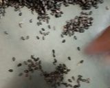 A picture of step 1 of Black seeds ladoo with Jaggery.