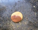 Foto del paso 3 de la receta: Galletitas bicolor.