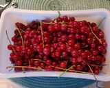 Apfel 🍎- Johannisbeeren - Salat Rezeptschritt 1 Foto