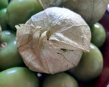 Foto del paso 1 de la receta Salsa de aguacate