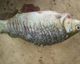 Hình bước làm 2 của món Canh Cá diếc cải chua