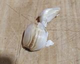 Foto del paso 2 de la receta: Paella de marisco Hanks