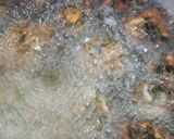 Foto del paso 5 de la receta: Torrejas | Diente de León 🦁 (simil espinaca/rúcula/radicheta)