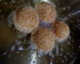 Foto langkah ke 5 dari resep Onde-Onde.