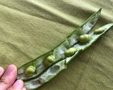A picture of step 2 of Broad bean & pecorino salad.
