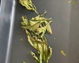 Foto del paso 1 de la receta: Sal de apio