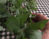 Foto del paso 1 de la receta: Hierbas silvestres 2 : el diente de león