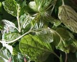 A picture of step 1 of Coconut coriander leaves mint leaves chutney.