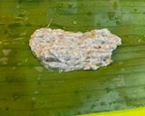 Foto langkah ke 3 dari resep Otak-Otak Ikan Teri Nasi Basah (mpasi 8m+).