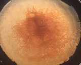Foto del paso 2 de la receta: Crepes salados de harina de espelta