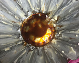 Foto del paso 3 de la receta: 167. Flan pastelero al horno con frutas (postre)