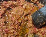 Foto del paso 2 de la receta: Salsa verde con chorizo 🤤