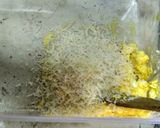 Foto langkah ke 2 dari resep Fingers Stick (Kaastangel).
