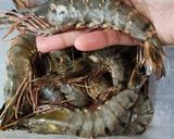 Foto langkah ke 1 dari resep Udang Saus Mayo Keju.