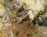 صورة لخطوة 5 من وصفة صينية رز لذيذة وسهلة