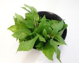 塔香鯷魚茭白筍《萬用常備菜9 》的食譜步驟5照片