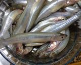 Foto del paso 1 de la receta: Técnicas de cocina: Limpiar el pescado