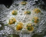 A picture of step 6 of Methi muthiya.