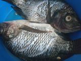 Ikan Kuah Kuning