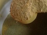 ورق عنب (دوالي) مع دجاج